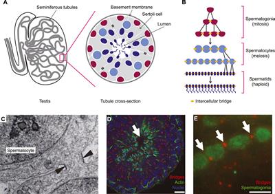 Uncoupling cell division and cytokinesis during germline development in metazoans